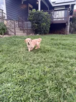 Flora, a female English Cream Golden Retriever for sale in San Diego, CA – 2 of 6