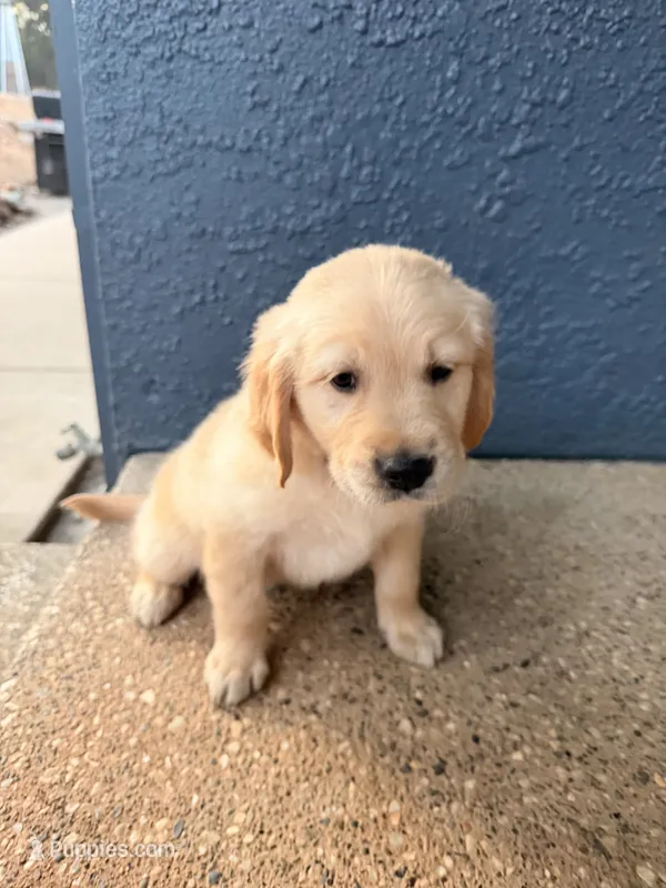 Simba – Golden Retriever, English Cream Golden Retriever puppy for sale in Shingle Springs, CA
