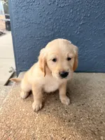 Simba, a male Golden Retriever and English Cream Golden Retriever for sale in San Diego, CA – 1 of 6