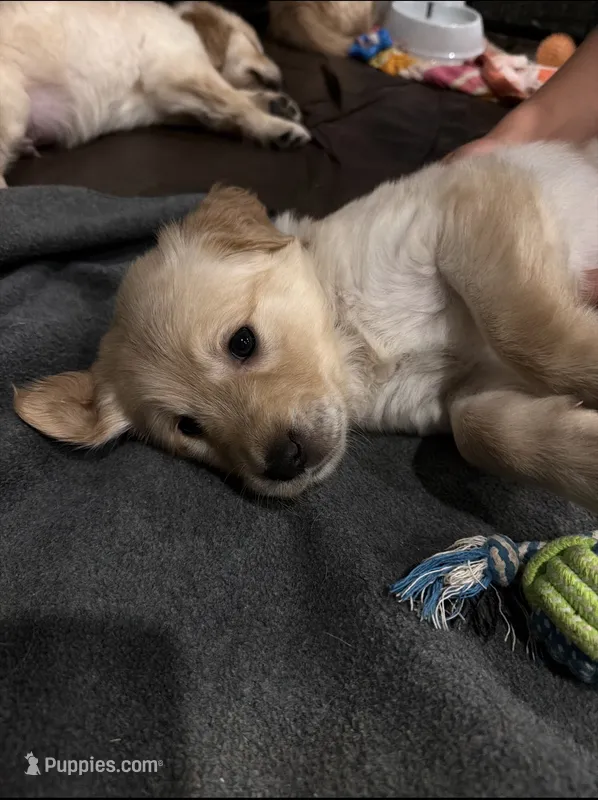 Briar Rose – English Cream Golden Retriever puppy for sale in San Diego, CA