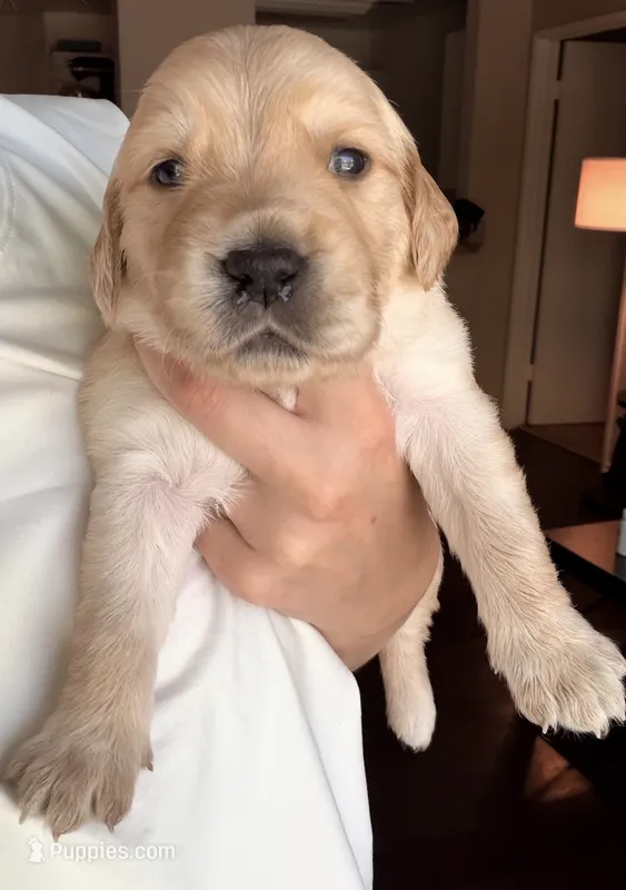 Briar Rose – English Cream Golden Retriever puppy for sale in Shingle Springs, CA