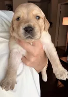 Briar Rose, a female English Cream Golden Retriever for sale in Shingle Springs, CA – 1 of 4