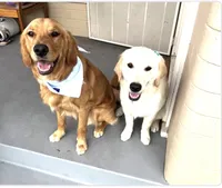 Fauna, a female Golden Retriever and English Cream Golden Retriever for sale in Shingle Springs, CA – 3 of 4