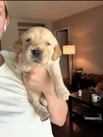 Pumbaa, a male Golden Retriever and English Cream Golden Retriever for sale in Shingle Springs, CA – 2 of 4