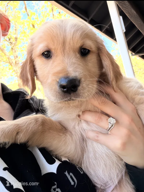 Timon – Golden Retriever, English Cream Golden Retriever puppy for sale in San Diego, CA