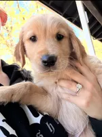 Timon, a male Golden Retriever and English Cream Golden Retriever for sale in Los Angeles, CA – 1 of 6