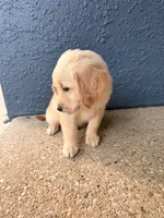 Simba, a male Golden Retriever and English Cream Golden Retriever for sale in San Diego, CA – 3 of 6