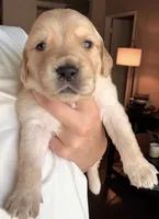 Briar Rose, a female English Cream Golden Retriever for sale in Shingle Springs, CA – 2 of 4