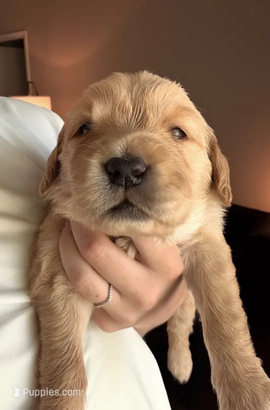 Fauna – Golden Retriever, English Cream Golden Retriever puppy for sale in Shingle Springs, CA