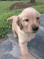 Merrywether, a female Golden Retriever and English Cream Golden Retriever for sale in San Diego, CA – 4 of 6