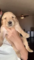 Flora, a female English Cream Golden Retriever for sale in Shingle Springs, CA – 2 of 4