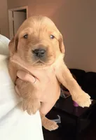 Merrywether, a female Golden Retriever and English Cream Golden Retriever for sale in Shingle Springs, CA – 2 of 4