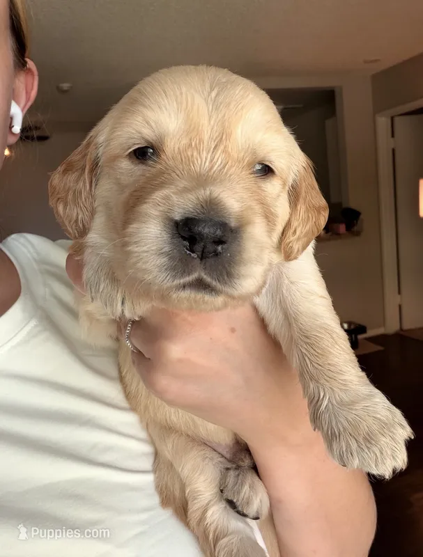 Pumbaa – Golden Retriever, English Cream Golden Retriever puppy for sale in Shingle Springs, CA