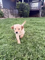 Flora, a female English Cream Golden Retriever for sale in San Diego, CA – 4 of 6
