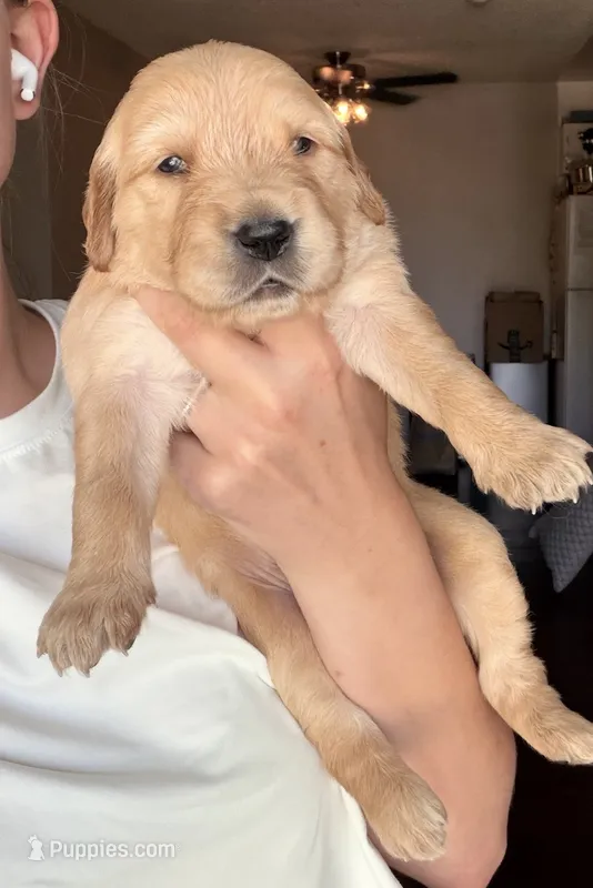 Flora – English Cream Golden Retriever puppy for sale in Shingle Springs, CA