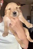 Flora, a female English Cream Golden Retriever for sale in Shingle Springs, CA – 1 of 4