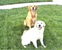 Merrywether, a female Golden Retriever and English Cream Golden Retriever for sale in Shingle Springs, CA – 4 of 4