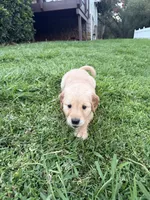 Flora, a female English Cream Golden Retriever for sale in San Diego, CA – 3 of 6