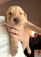 Fauna, a female Golden Retriever and English Cream Golden Retriever for sale in Shingle Springs, CA – 2 of 4
