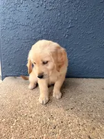 Simba, a male Golden Retriever and English Cream Golden Retriever for sale in San Diego, CA – 2 of 6
