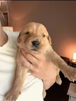 Timon, a male Golden Retriever and English Cream Golden Retriever for sale in Shingle Springs, CA – 2 of 4