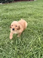 Merrywether, a female Golden Retriever and English Cream Golden Retriever for sale in San Diego, CA – 3 of 6