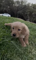 Merrywether, a female Golden Retriever and English Cream Golden Retriever for sale in San Diego, CA – 2 of 6