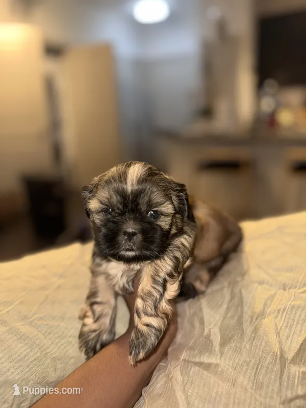 Shihtzu - Light brown/ Gray
