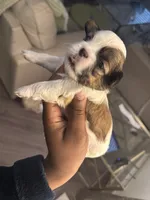 processed/81c44f54-adec-4d6c-95b7-444da7477718/listing/912bb98d-571c-46b2-8752-464b0feb7e52/47c78a2c-2d09-42f8-b943-980441b0eead