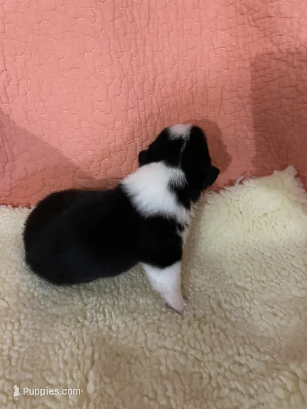 Lion AKC – Pembroke Welsh Corgi puppy for sale in Terrell, TX