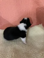 Lion AKC, a male Pembroke Welsh Corgi for sale in Terrell, TX – 1 of 2