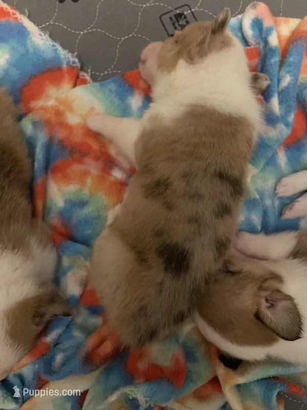 Carrie – Pembroke Welsh Corgi puppy for sale in Terrell, TX