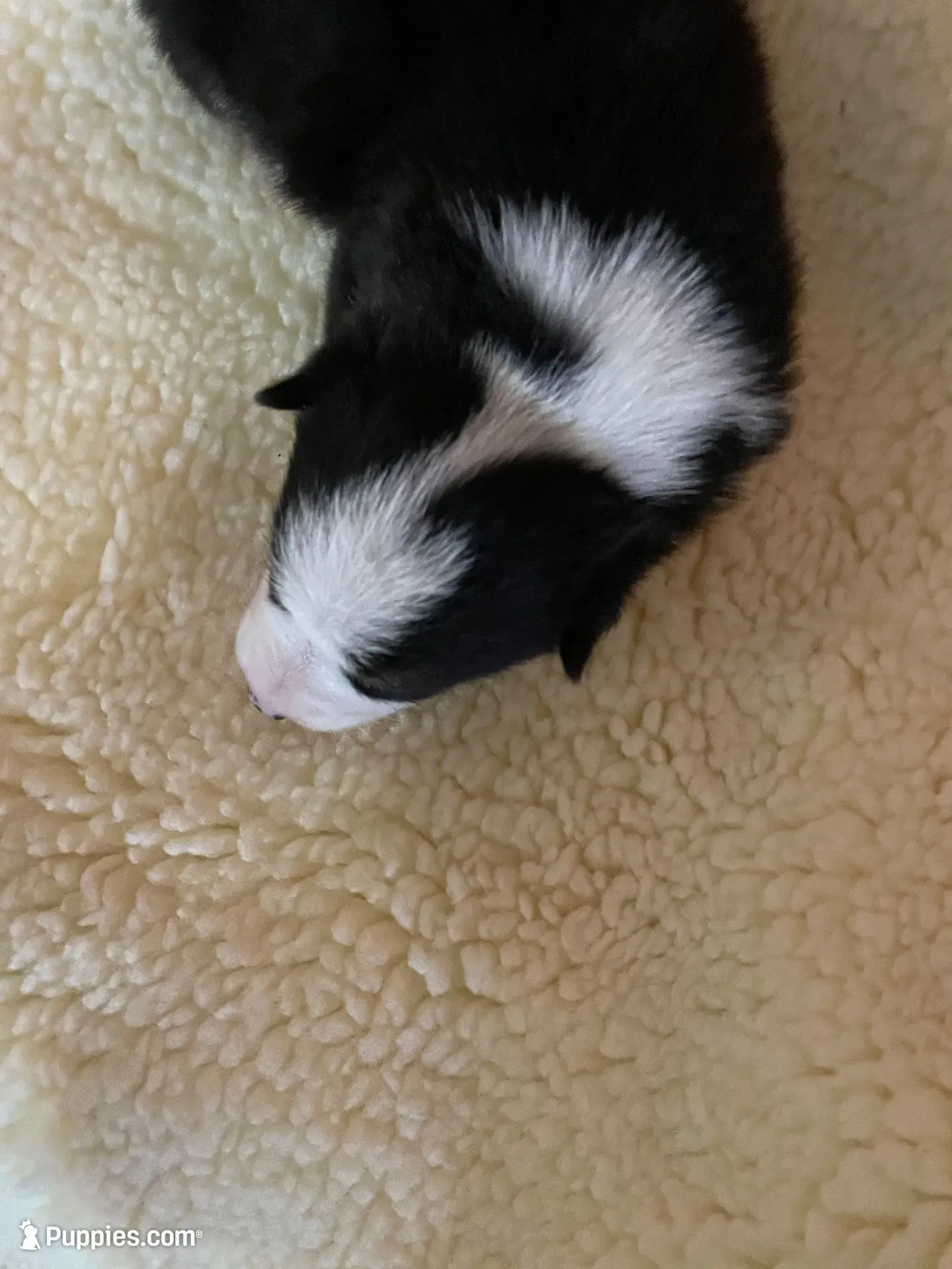 Zigzag AKC, a male Pembroke Welsh Corgi for sale in Terrell, TX – 1 of 2