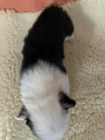 Lady, a female Pembroke Welsh Corgi for sale in Terrell, TX – 2 of 2