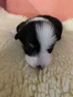 Kate AKC, a female Pembroke Welsh Corgi for sale in Terrell, TX – 2 of 2