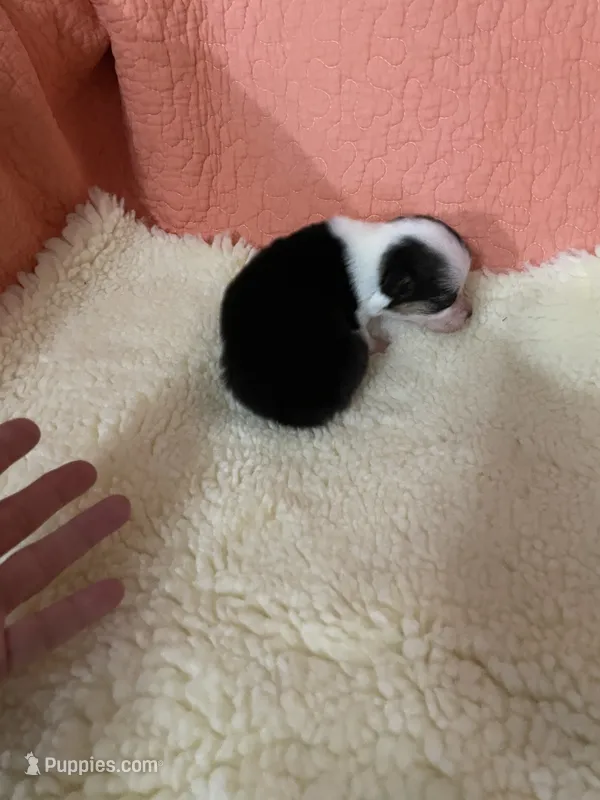 Caty – Pembroke Welsh Corgi puppy for sale in Terrell, TX