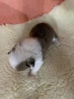 Monty, a male Pembroke Welsh Corgi for sale in Terrell, TX – 1 of 2