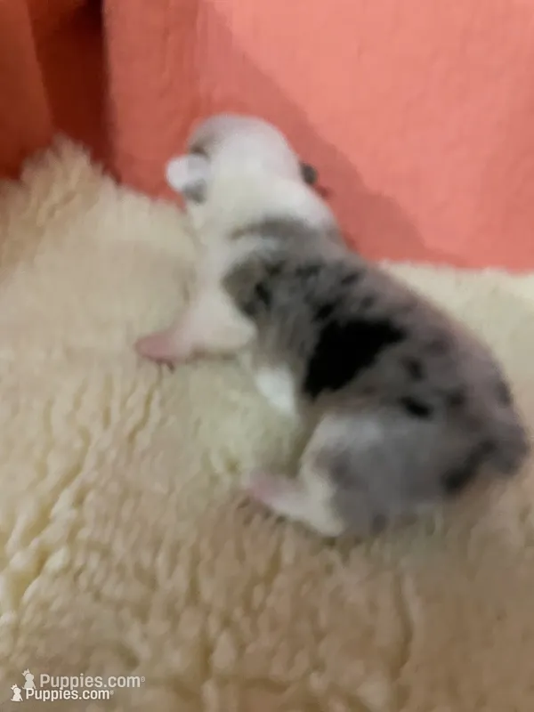 Jack – Pembroke Welsh Corgi puppy for sale in Terrell, TX