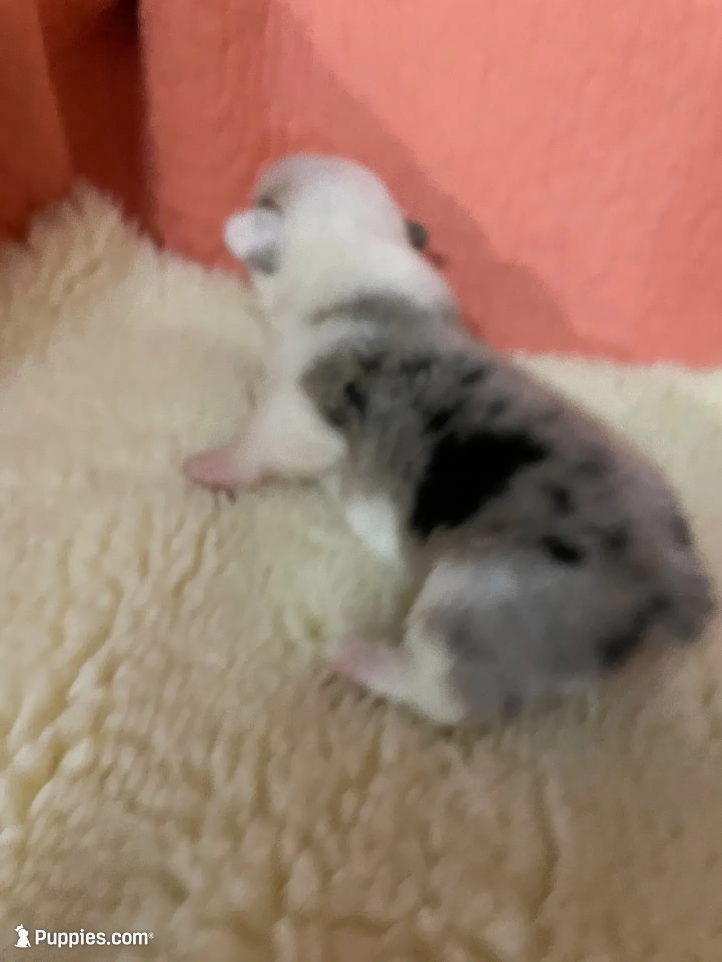 Jack, a male Pembroke Welsh Corgi for sale in Terrell, TX – 1 of 3