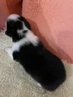 Kate AKC, a female Pembroke Welsh Corgi for sale in Terrell, TX – 1 of 2