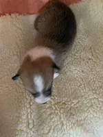 Sam AKC, a male Pembroke Welsh Corgi for sale in Terrell, TX – 2 of 2