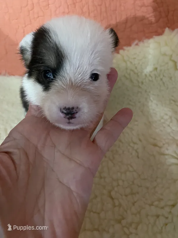 Lady – Pembroke Welsh Corgi puppy for sale in Terrell, TX