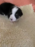 Zigzag AKC, a male Pembroke Welsh Corgi for sale in Terrell, TX – 2 of 2