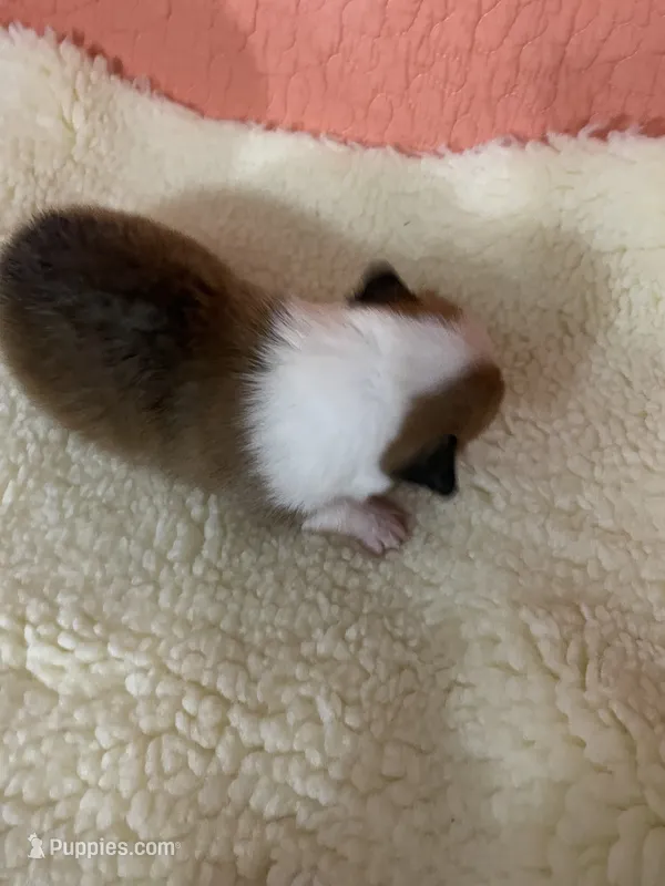 Princess – Pembroke Welsh Corgi puppy for sale in Terrell, TX