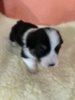 Lion AKC, a male Pembroke Welsh Corgi for sale in Terrell, TX – 2 of 2