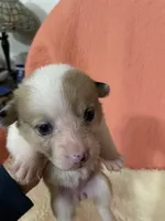 Carrie, a female Pembroke Welsh Corgi for sale in Terrell, TX – 2 of 2