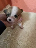 Princess, a female Pembroke Welsh Corgi for sale in Terrell, TX – 2 of 2