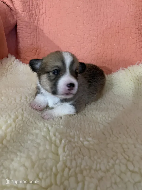 Sam AKC – Pembroke Welsh Corgi puppy for sale in Terrell, TX