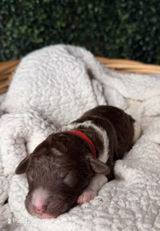 Clover – Poodle - Multi-Colored Standard puppy for sale in Jasper, GA
