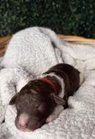 Clover, a male Poodle - Multi-Colored Standard for sale in Jasper, GA – 1 of 2